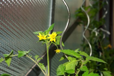 sarı çiçekleri ile cam evde domates bitkileri