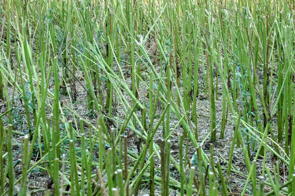 Pohled na sklizené pole řepky olejné s pořízenými stonky — Stock fotografie