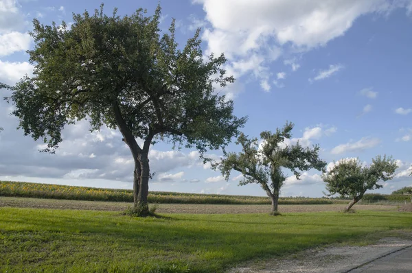 사과 나무와 해바라기 필드와 농촌 풍경 — 스톡 사진