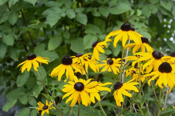 Schwarzäugige Susans im Blumenbeet im Sommergarten — Stockfoto