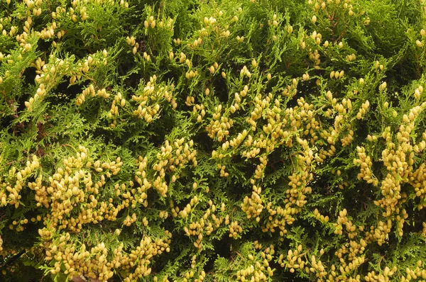 Siepe da giardino di cedro bianco del nord con coni di maturazione — Foto Stock