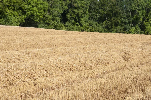 짚이 늘어서 있는 수확한 밀밭을 감상할 수 있습니다. — 스톡 사진