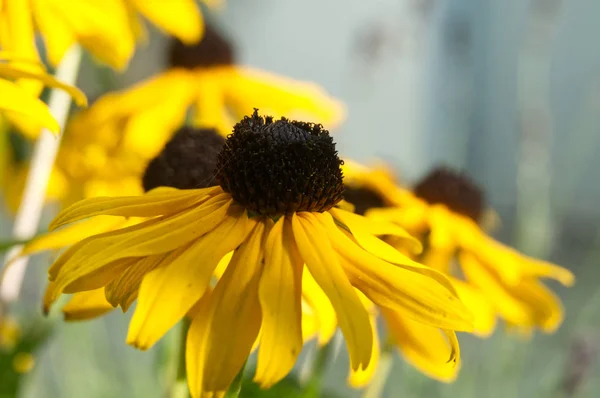 Gelbe Blüte von Rudbeckia hirta oder Schwarzäugigem Susan — Stockfoto