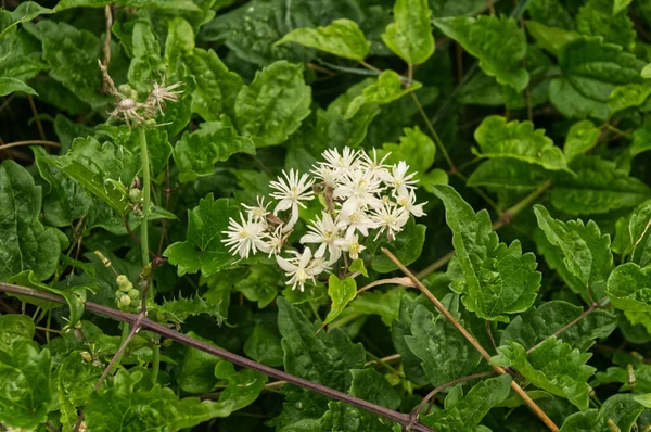 Crema flores blancas de clematis vitalba — Foto de Stock