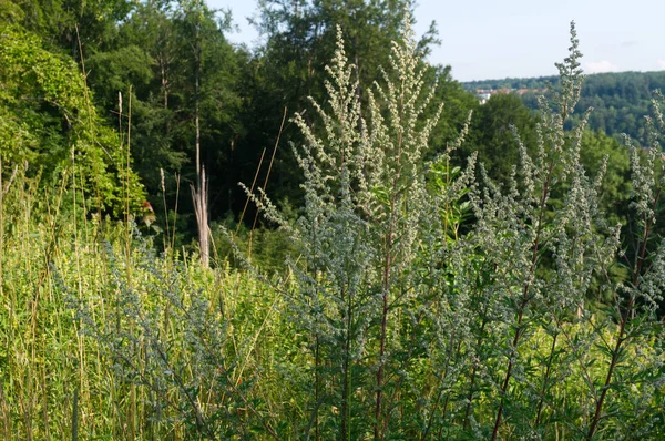 Flowering common mugwort plants in hilly landscape — Stock Photo, Image