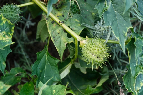 Datura stramonium veya jimson otu dikenli tohum bakla — Stok fotoğraf