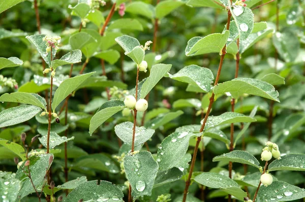 Esőcseppek a levelek egy snowberry cserje — Stock Fotó