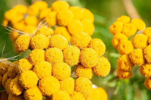 yellow button-like flowers of tanacetum vulgaris or tansy