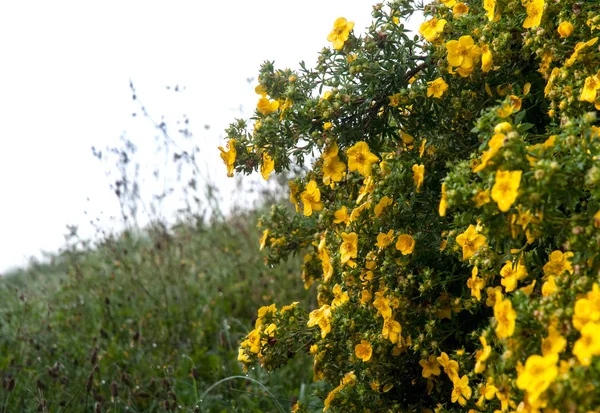 툰드라 장미의 젖은 노란색 꽃 — 스톡 사진