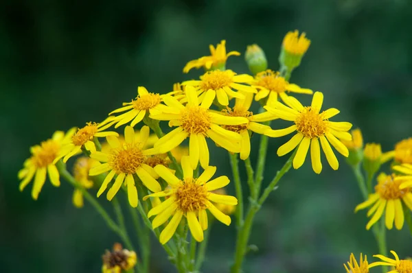 ortak bir ragwort veya kokuşmuş willie çiçek kümesi
