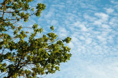 bir meşe ağacının dallarında yeşil yapraklar