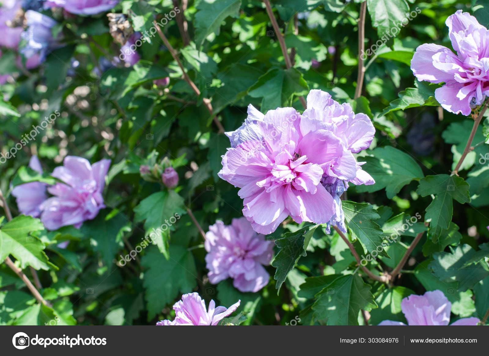 Lilac Flowering Hibiscus Shrub In Summer Garden Stock Photo C Cadama