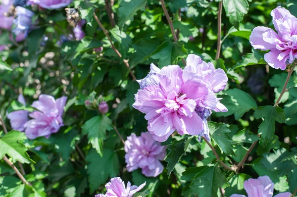 yaz bahçesinde leylak çiçekli ebegümeci çalı