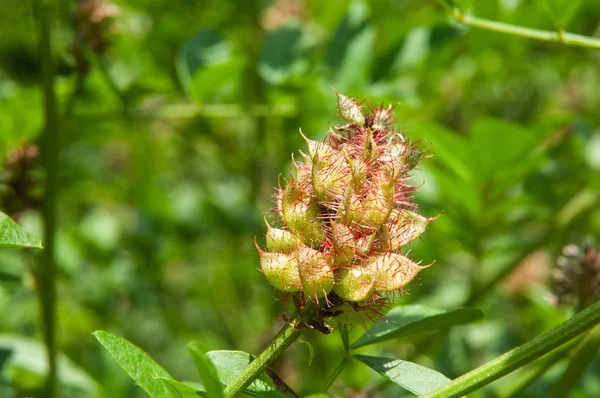 seed pod of a licorice plant in summer