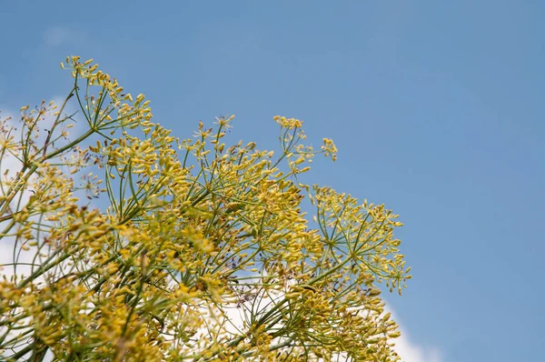 Plantas de hinojo florecientes frente al cielo azul — Foto de Stock