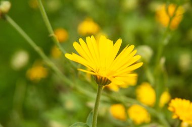 bir çayırda sarı kadife çiçeği yakın çekim