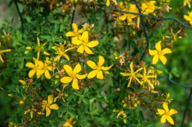 hypericum perforatum veya st john s wort sarı çiçekler