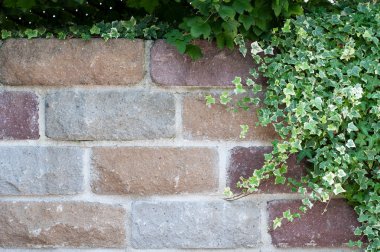 sarmaşık ile yetiştirilen kumtaşı blokları bahçe duvarı