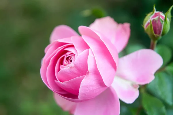 정원 장미의 분홍색 꽃과 꽃봉오리 — 스톡 사진
