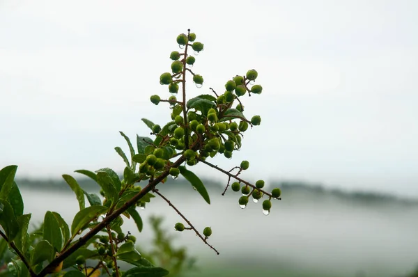 Water drops at green privet berries on rainy day — Stock Image Water drops at green privet berries on rainy day Stock Image