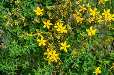 Saint Johns wort veya hypericum perforatum sarı çiçekler