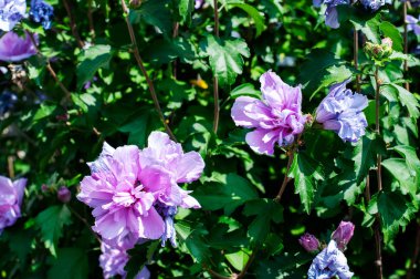 yaz aylarında ebegümeci çalı de leylak renkli çiçekleri