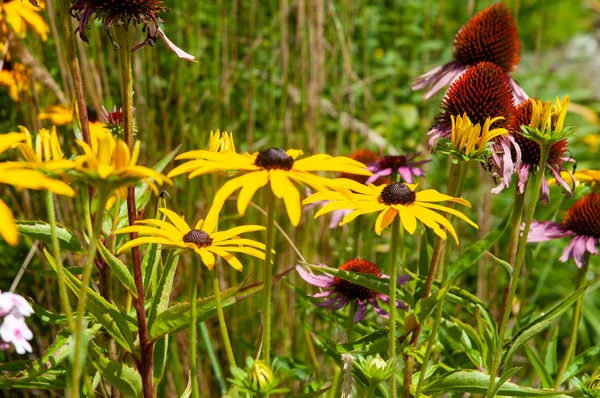 Blumenbeet mit schwarzäugigen Susanen und lila Sonnenhut — Stockfoto