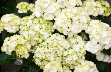 beyaz ve yeşil yaprakları ile ortanca çiçekler