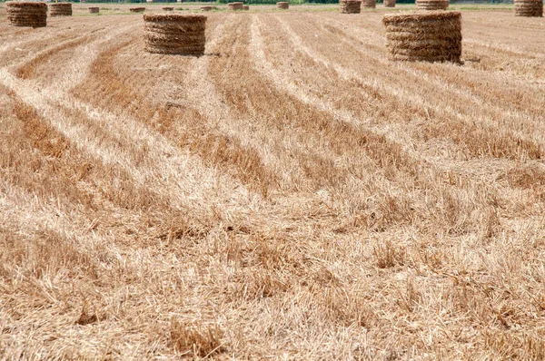 straw bales lying on stubble field in summer