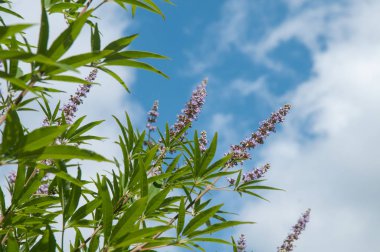 leylak çiçekleri ve bir keşiş biber parmak şeklinde yaprakları