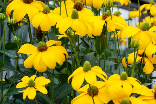 Glänzende Blüten im Beet im Spätsommer — Stockfoto