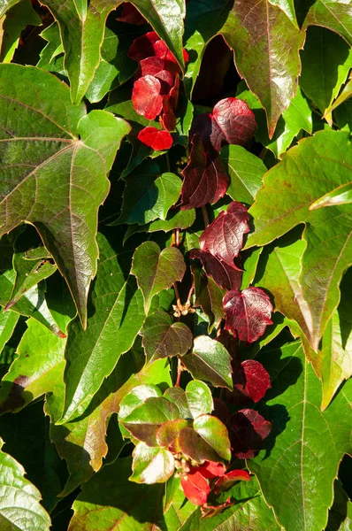 Trepadeira mudando de cor no outono de verde para vermelho — Fotografia de Stock