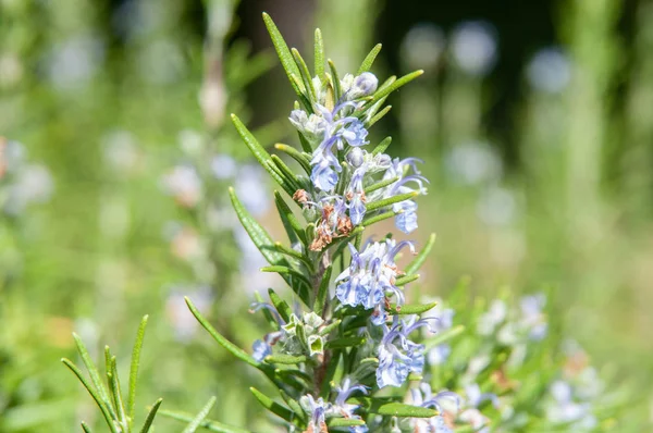 Rosemary plant in herb garden with blue flowers — Stock Photo, Image