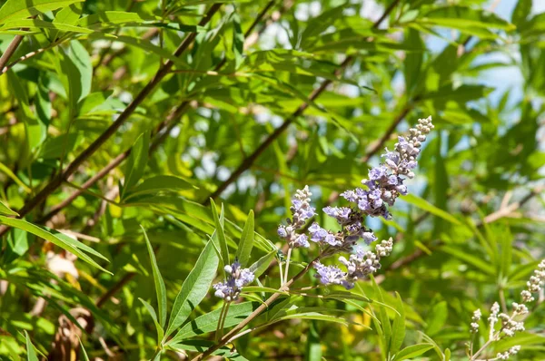 Çiçekli bir vitex agnus-castus çalısının ayrıntıları