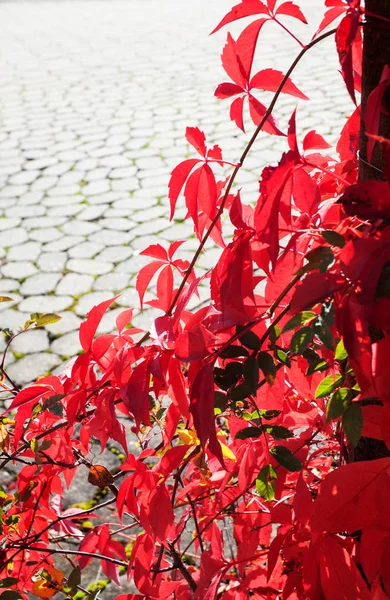 Rode bladeren van een klimmende wijnstok in zonneschijn — Stockfoto