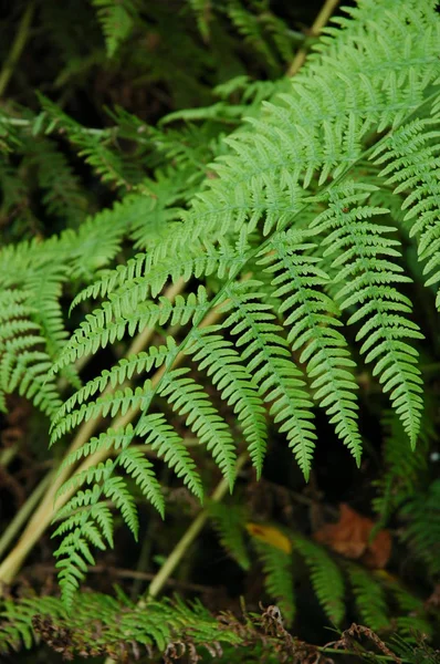 Close-up de fronde verde de uma samambaia — Fotografia de Stock