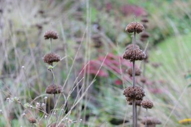 phlomis russeliana sonbahar bahçesinde çiçek tarhında