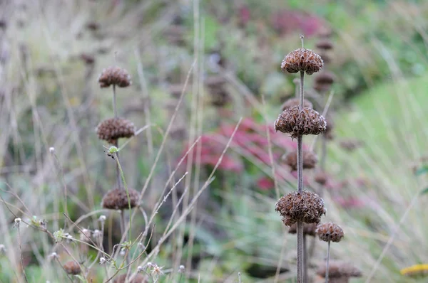 Phlomis russeliana en macizo de flores en jardín otoñal — Foto de Stock