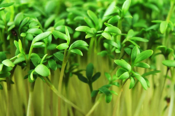 Свежие зеленые листья ароматных ростков кресса — стоковое фото
