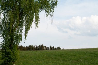 Swabian alblerinde bahar manzarası ön planda huş ağacı ve bulutlu bir günde çayır.