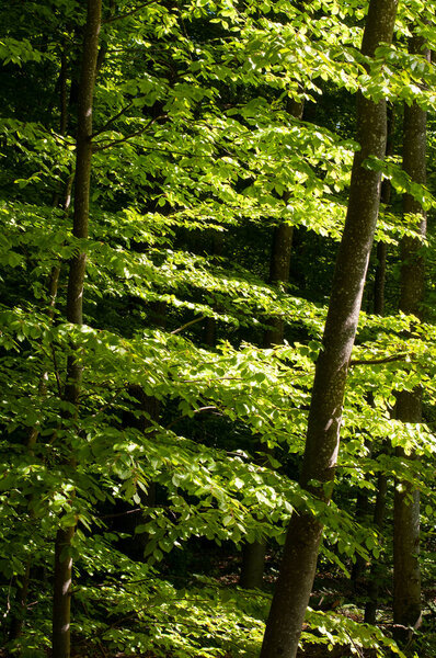Свежие зеленые листья буковых деревьев весной в солнечный день
