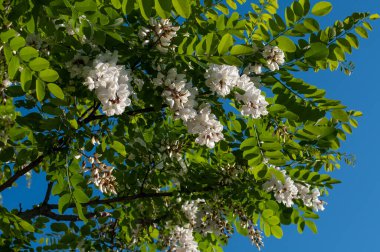 Krema beyaz çiçekler ve siyah çekirge ağaçlarının bileşik yaprakları