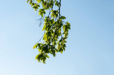 İlkbaharda sıradan bir boynuz direğinin asılı dalında kedi derisi ve taze yeşil yapraklar.