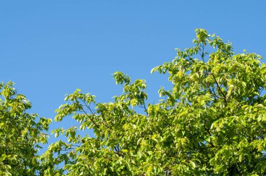 Yeşil yapraklar ve tohum, ortak bir boynuz demetinin dalları olan Carpinus Betulus 'ta toplanır.