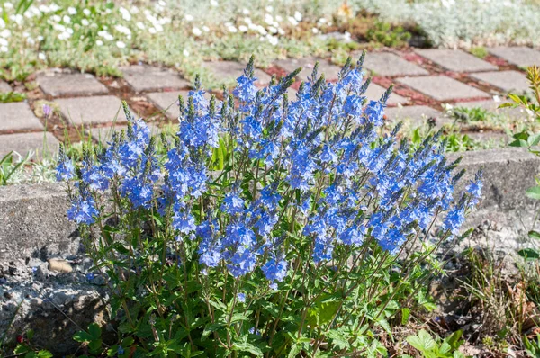 Arbusto Uma Grande Speedwell Veronica Com Flores Azuis Jardim Primavera — Fotografia de Stock
