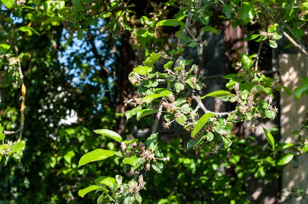 Branch Apple Tree Small Ripening Fruits Sunny Day Springtime — Stock Photo, Image