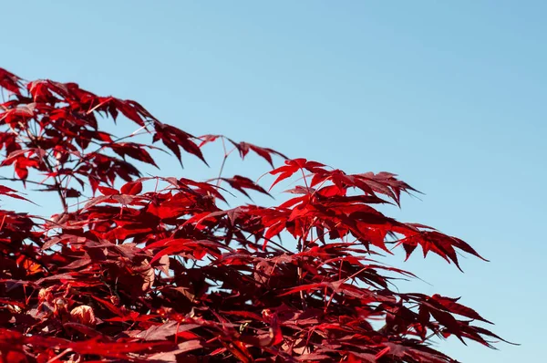 青い空をしたカエデの木の装飾葉を持つ枝 — ストック写真