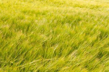 Baharda iki sıra arpalı yeşil bir alan ve ön plana odaklan