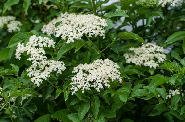 Close Corymbs Elderberry Bush Small Cream White Blossoms — Stock Photo, Image