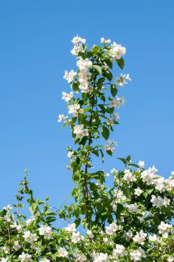 Beyaz çiçekli filadelphus coronarius dalı ya da tatlı sahte portakal.